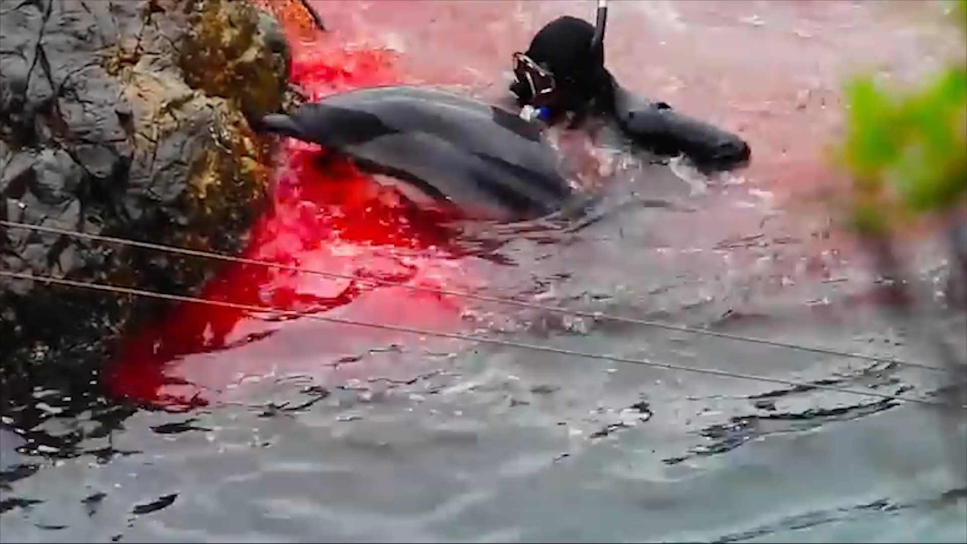 End Japan dolphin slaughters